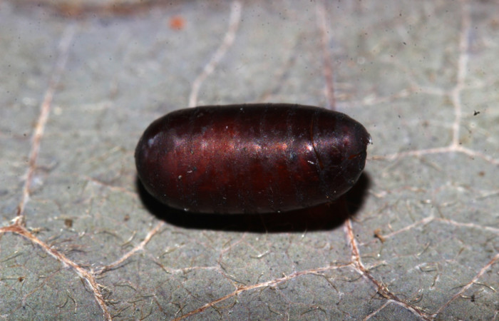  Pupario de parásito en larva <i>Gonodonta fernandezi</i> (Erebidae) . Sector Pitilla, Medrano. Voucher 20-SRNP-71767-DHJ778663.jpg.