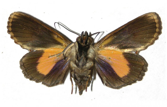  Adulto posición ventral de <i>Gonodonta fernandezi</i> (Erebidae) . Sector Cacao, Cuesta Caimito. Voucher 04-SRNP-47294-DHJ312717.
