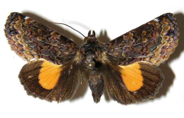  Adulto <i>Gonodonta uxor</i> (Erebidae), PU estadio. SectorRincon Rain Forestl, Sendero Huerta. Voucher 03-SRNP-11198-DHJ312720.