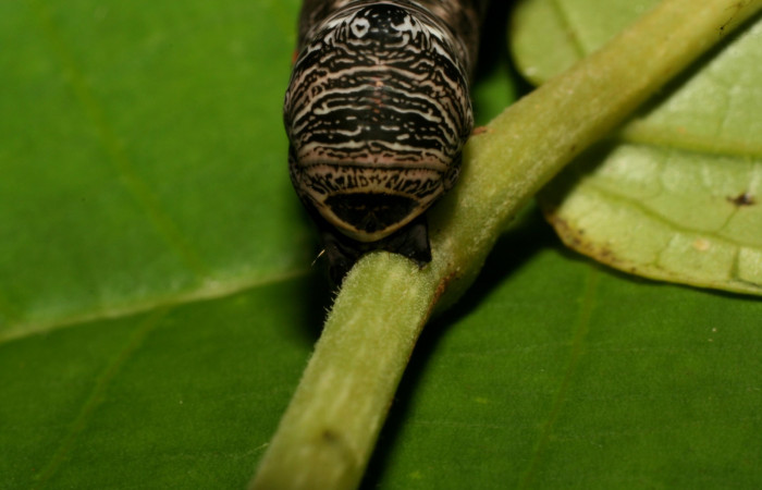  Cola en posición frontal de <i>Gonodonta fernandezi</i> (Erebidae), U estadio. Sector, Pitilla, Bullas. Voucher 10-SRNP-72253-DHJ479492.jpg.