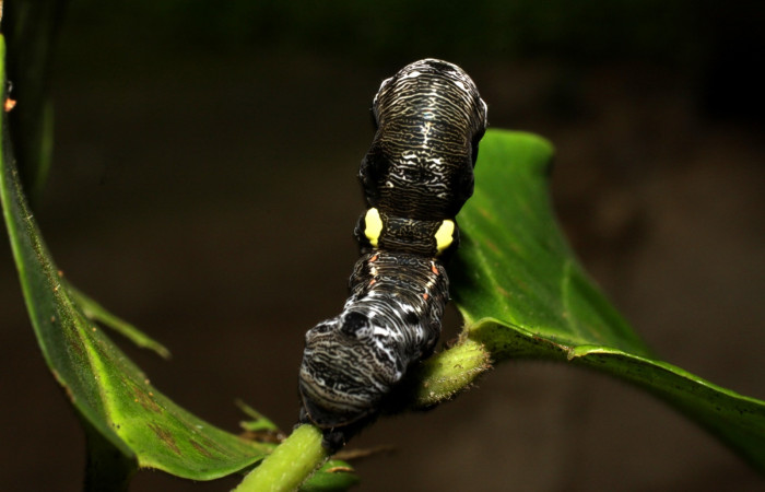  Cola en posición frontal de <i>Gonodonta fernandezi</i> (Erebidae), U estadio. Sector, Mundo Nuevo, Mamones. Voucher 10-SRNP-56272-DHJ478887.jpg.