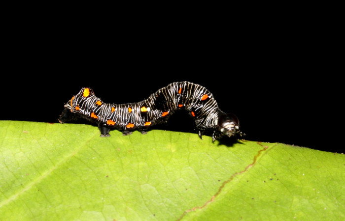  Larva en posición lateral de <i>Gonodonta uxor</i> (Erebidae), PU estadio. Sector Rincon Rain Forest, Sendero Huerta. Voucher 13-SRNP-47210-DHJ708548.jpg