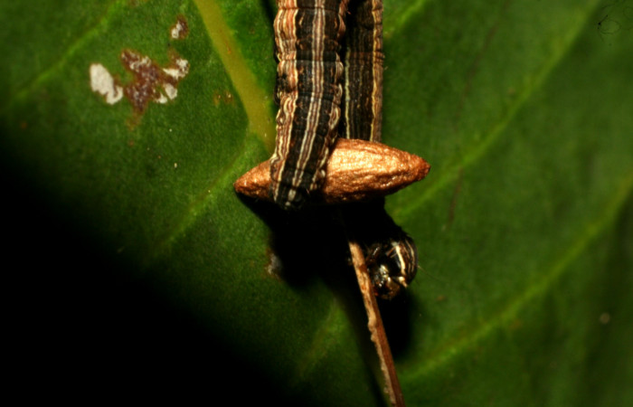 Figura 10. Capullo de <i>Snellenius</i> Janzen01 (Braconidae), parásito en larva <i>Mocis latipes</i> (Erebidae)Voucher: 10-SRNP-72466-DHJ479518.jpg.