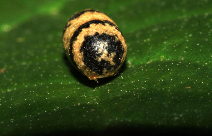 Figura 12. Capullo de <i>Casinaria</i> CAS-468 (Ichneumonidae), parásito en larva <i>Mocis latipes</i> (Erebidae). Voucher: 15-SRNP-30166-DHJ721570.jpg.