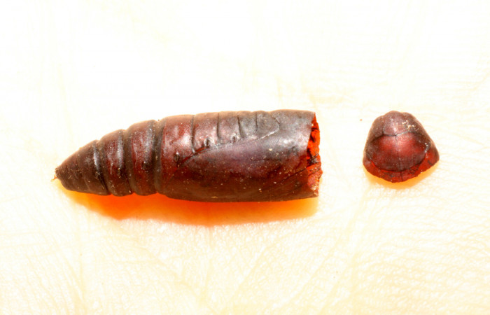 Figura 13. Pupa eclosionada <i>Mocis latipes</i> (Erebidae), aproximadamente. Voucher: 09-SRNP-30196-DHJ469984.jpg.