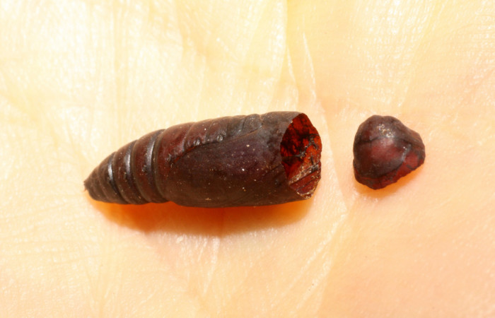 Figura 14. Pupa eclosionada <i>Mocis latipes</i> (Erebidae), aproximadamente. Voucher: 09-SRNP-30196-DHJ469985.jpg.