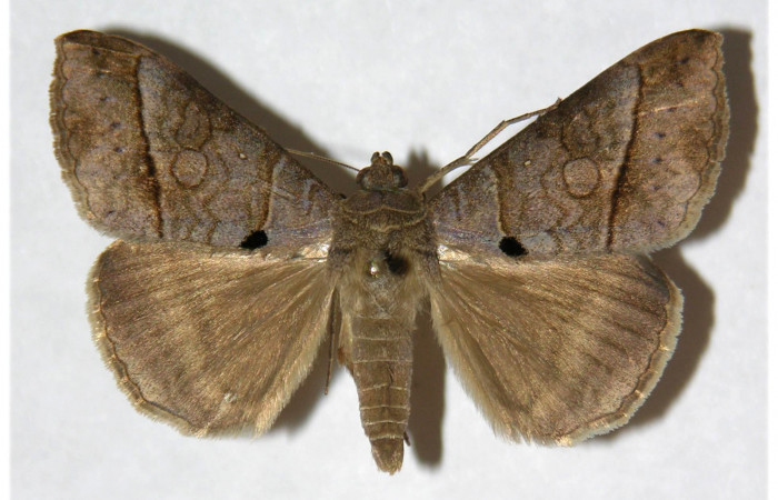 Figura 15. Adulto de <i>Mocis latipes</i> (Erebidae) color crema, posición dorsal, mide 41. Voucher: 02-SRNP-31035-DHJ317704. 