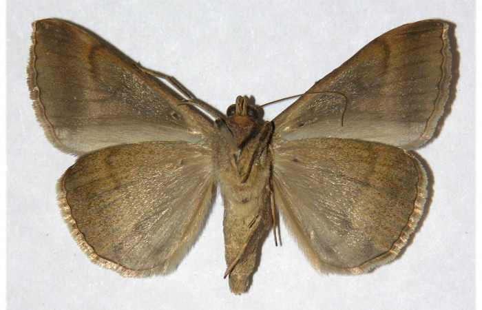 Figura 16. Adulto de <i>Mocis latipes</i> (Erebidae) color crema, posición ventral, mide 41. Voucher:02-SRNP-31035-DHJ317705.