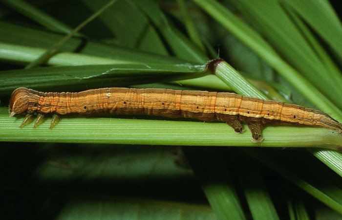Figura 3. Larva <i>Mocis latipes</i> (erebidae), color café claro con líneas cremas a lo largo del dorso, cabeza café, tercer estadio posición lateral trasero, mide 37 mm aproximadamente. Planta hospedera <i>Cynodon nlemfuensis</i> (introducido), (Poaceae). Voucher: 03-SRNP-22236-DHJ77630.jpg.