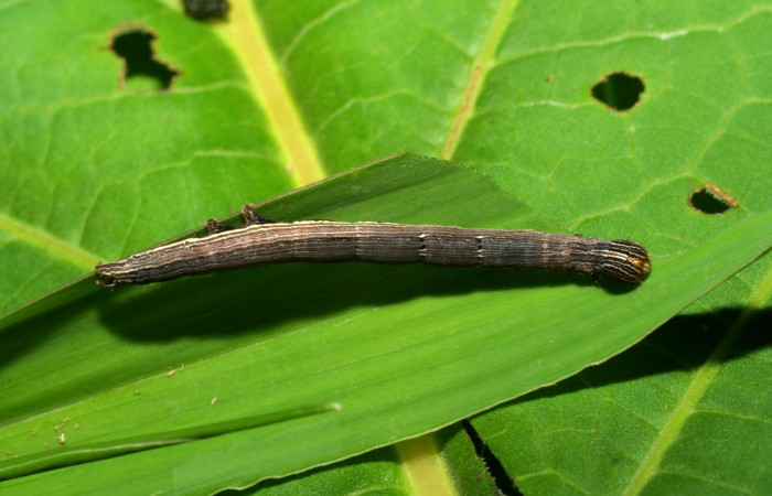Figura 6. Larva <i>Mocis latipes</i> (Erebidae), color café, último estadio posición dorsal, mide 33 mm aproximadamente. Planta hospedera <i>Cynodon nlemfuensis</i> (introducido), (Poaceae). Voucher: 06-SRNP-33469-DHJ416151.jpg.