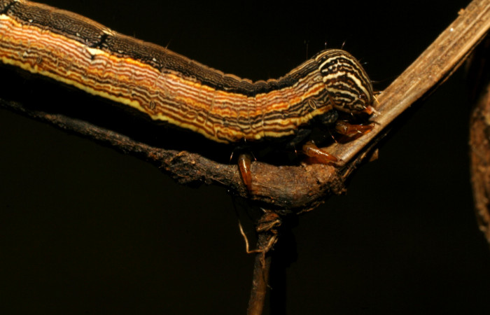 Figura 7. Larva <i>Mocis latipes</i> (Erebidae), color café, último estadio posición cabeza lateral, mide 44 mm aproximadamente. Planta hospedera <i>Cynodon nlemfuensis</i> (introducido), (Poaceae). Voucher: 07-SRNP-33038-DHJ427432.jpg.