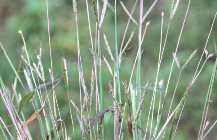 Figura 18. Planta hospedera <i>Ischaemum timorense</i> (Poaceae), parte enfocada toda la planta, zacate llamado popularmente como retana, planta donde se alimenta la larva <i>Mocis latipes</i> (Erebidae).