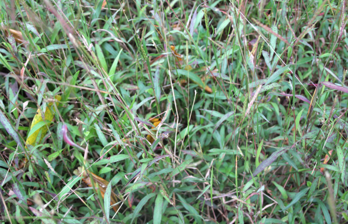 Figura 19. Planta hospedera <i>Ischaemum timorense</i> (Poaceae), parte enfocada toda la planta, zacate llamado popularmente como retana, planta donde se alimenta la larva <i>Mocis latipes</i> (Erebidae).