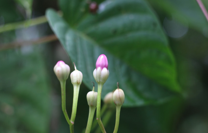 Figura. 10 Flor botones <i>Ipomoea phillomega</i>, (Convolvulaceae). Area de Conservación Guanacaste. Sector Rincón Rain Forest. Estación Leiva. Selva. (elevación 410 metros), colectada el 19 febrero 2022. Foto. Jorge Hernández.