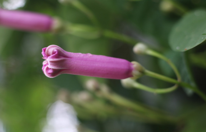 Figura. 11 Flor lateral <i>Ipomoea phillomega</i>, (Convolvulaceae). Area de Conservación Guanacaste. Sector Rincón Rain Forest. Estación Leiva. Selva. (elevación 410 metros), colectada el 19 febrero 2022. Foto. Jorge Hernández.