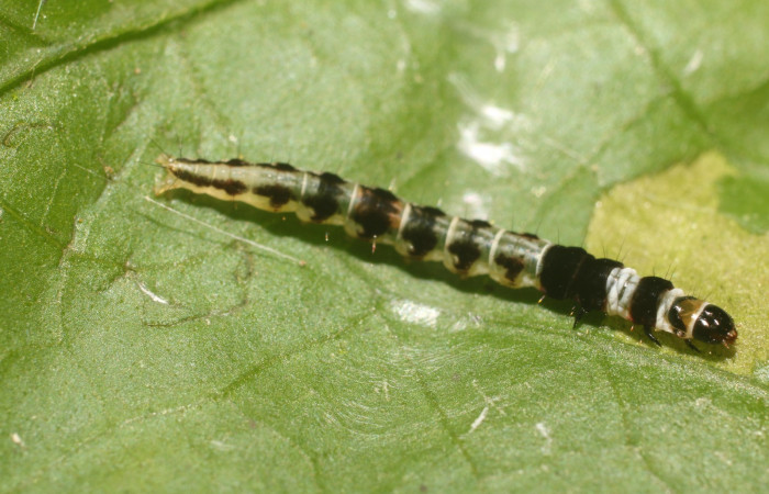Figura. 16 Larva gelJanzen01 Janzen348 (Gelechiidae), posición dorsal entero alimentándose en <i>Ipomoea phillomega</i>, (Convolvulaceae). (18-SRNP-80632-DHJ715304.jpg).