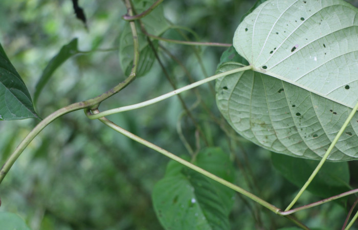 Figura. 3 Posición de hojas  <i>Ipomoea phillomega</i>, (Convolvulaceae). Area de Conservación Guanacaste. Sector Rincón Rain Forest. Estación Leiva. Selva. (elevación 410 metros), colectada el 19 febrero 2022. Foto. Jorge Hernández.