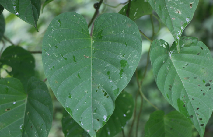 Figura. 4 Posición haz  <i>Ipomoea phillomega</i>, (Convolvulaceae). Area de Conservación Guanacaste. Sector Rincón Rain Forest. Estación Leiva. Selva. (elevación 410 metros), colectada el 19 febrero 2022. Foto. Jorge Hernández.