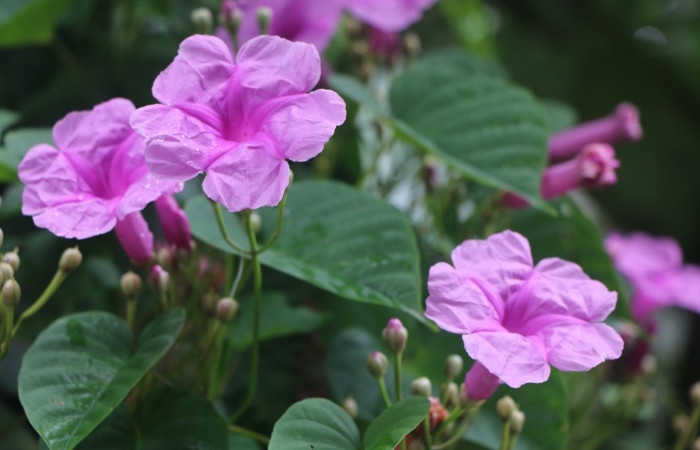 Figura. 6 Flores en racimo  <i>Ipomoea phillomega</i>, (Convolvulaceae). Area de Conservación Guanacaste. Sector Rincón Rain Forest. Estación Leiva. Selva. (elevación 410 metros), colectada el 19 febrero 2022. Foto. Jorge Hernández.