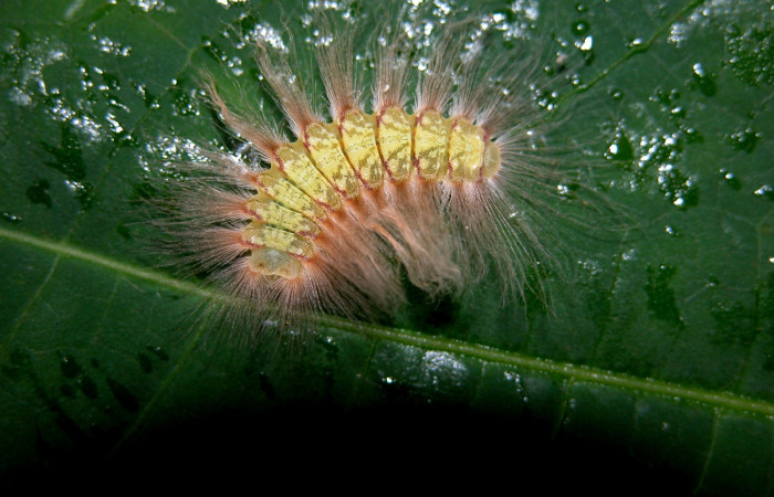 Figura. 12 Larva <i>Symmachia tricolor</i> (Riodinidae), posición dorsal alimentándose en <i>Conostegia xalapensis</i> (Melastomataceae). (04-SRNP-43101-DHJ401784.jpg).