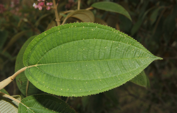 Figura. 4 Hojas haz <i>Conostegia xalapensis</i>, (Melastomataceae). Area de Conservación Guanacaste, Sector Rincón Rain Forest, Cafecito, Estación Leiva (elevación 455 metros), colectada el 10 Noviembre 2018. Foto, Jorge Hernández.