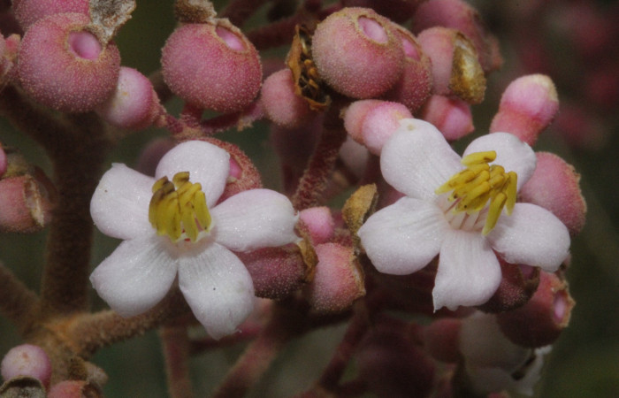 Figura. 8 Pétalos y anteras muy expuestas de <i>Conostegia xalapensis</i>, (Melastomataceae). Area de Conservación Guanacaste, Sector Rincón Rain Forest, cafecito, Estación Leiva, (elevación 455 metros), colectada el 26 de Setiembre 2018. Foto, Jorge Hernández.