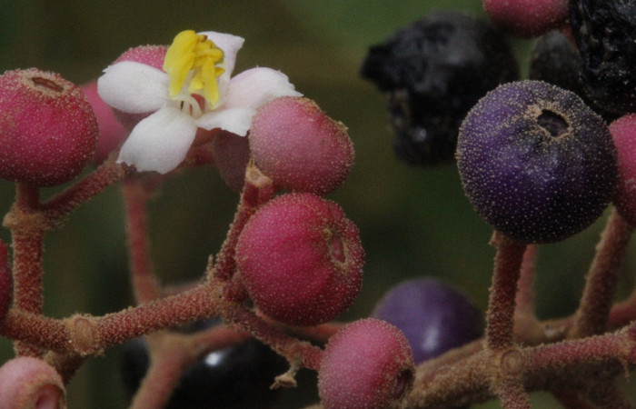 Figura. 11 Frutos y Flor <i>Conostegia xalapensis</i>, (Melastomataceae). Area de Conservación Guanacaste, Sector Rincón Rain Forest, cafecito, Estación Leiva, (elevación 455 metros), colectada el 26 de Setiembre 2018. Foto, Jorge Hernández.