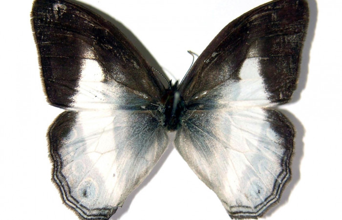 Figura 16. Adulto <i>Pareuptychia</i> metaleucaDHJ02 (Nymphalidae), posición dorsal. Área de Conservación Guanacaste, Sector Santa Rosa. 02-SRNP-5941-DHJ96638.