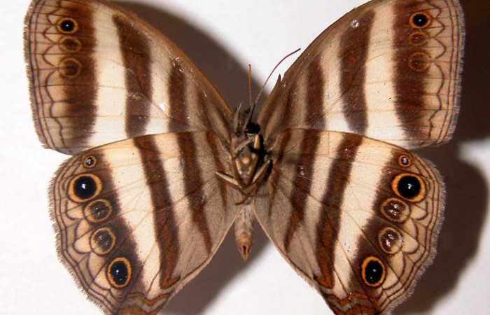 Figura 12. Adulto <i>Pareuptychia ocirrhoe</i> (Nymphalidae), posición ventral. Área de Conservación Guanacaste, Sector Santa Rosa. 03-SRNP-1304-DHJ34785.