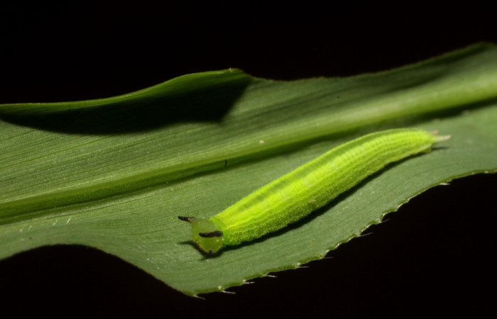 Figura 3. Larva <i>Pareuptychia ocirrhoe</i> (Nymphalidae), posición lateral en la hoja de la planta <i>Paspalum nutans</i>(Poaceae). 11-SRNP-31434-DHJ482460.jpg.