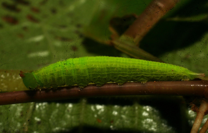 Figura 10. Larva <i>Pareuptychia ocirrhoe</i> (Nymphalidae), posición lateral en la hoja de la planta <i>Paspalum decumbens</i> (Poaceae). 11-SRNP-33116-DHJ484613.jpg.