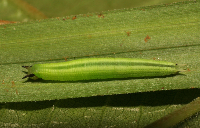 Figura 6. Larva <i>Pareuptychia ocirrhoe</i> (Nymphalidae), posición dorsal en la hoja de la planta <i>Scleria melaleuca</i> (Cyperaceae). 11-SRNP-33263-DHJ484716.jpg.