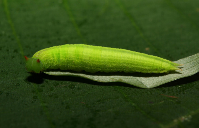 Figura 5. Larva <i>Pareuptychia ocirrhoe</i> (Nymphalidae), posición lateral en la hoja de la planta <i>Paspalum nutans</i> (Poaceae). 12-SRNP-70262-DHJ494921.jpg.