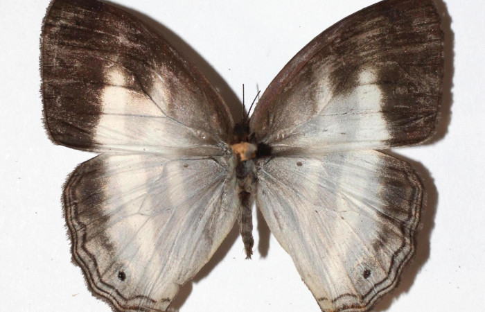 Figura 1. Aduto <i>Pareuptychia ocirrhoe</i> (Nymphalidae). Área de Conservación Guanacaste, Sector Santa Rosa. 15-SRNP-32236-DHJ911608.