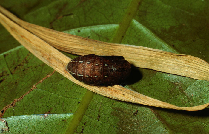 Figura 9. Pupa de <i>Yphthimoides renata</i> (Nymphalidae), vista dorsal, localidad, Sendero Abajo, Sector Cacao, ACG (1020m). Voucher: 02-SRNP-9679-DHJ67744.jpg.
