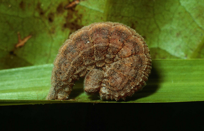Figura 7. Larva <i>Yphthimoides renata</i> (Nymphalidae), en estado de prepupa, mostrando parte lateral, Sendero Abajo, Sector Cacao, ACG (1020m). Voucher: 02-SRNP-9680-DHJ67748.jpg.