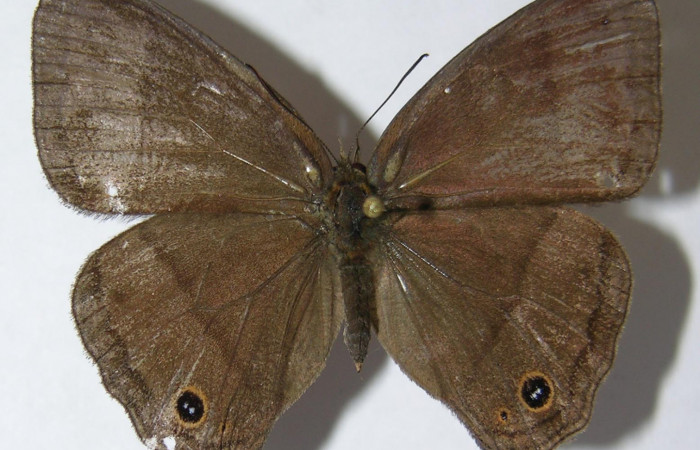 Figura 1. Adulto <i>Yphthimoides renata</i> (Nymphalidae), mostrando vista dorsal, localidad Estación Biológica Quica, Sector Pitilla ACG (470m) Voucher: 09-SRNP-73967-DHJ519090.jpg.