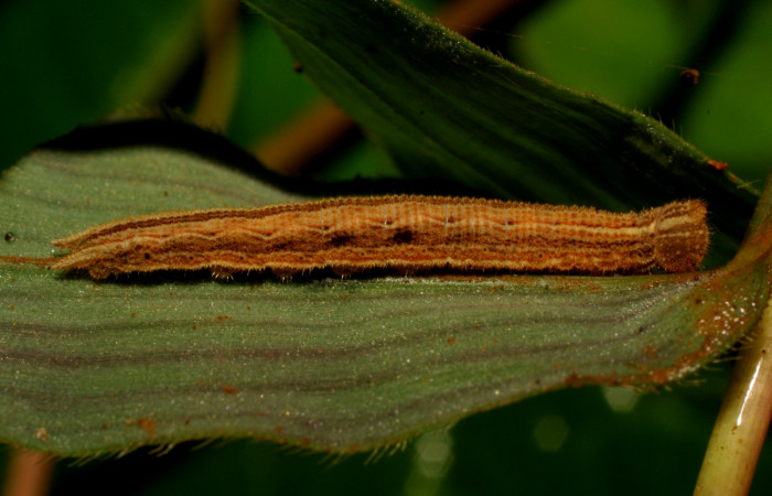 Figura 3. Larva <i>Yphthimoides renata</i> (Nymphalidae), en penúltimo estadío (PU) vista lateral, localidad Sendero Nacho , Sector Pitilla, ACG (710m). Voucher: 11-SRNP-33265-DHJ484852.jpg.