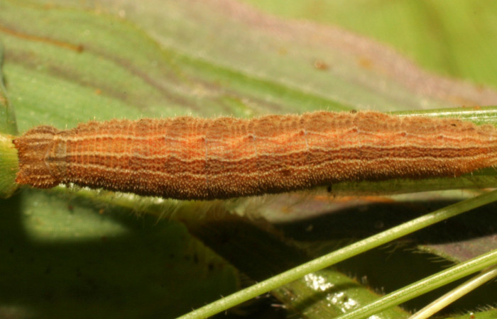Figura 4. Larva <i>Yphthimoides renata</i> (Nymphalidae), en penúltimo estadío (PU) vista dorsal, localidad Sendero Nacho , Sector Pitilla, ACG (710m). Voucher: 11-SRNP-33305-DHJ484683.jpg.