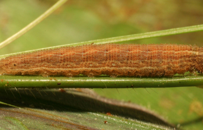 Figura 2. Larva <i>Yphthimoides renata</i> (Nymphalidae), en penúltimo estadío (PU) vista lateral, localidad Sendero Nacho , Sector Pitilla, ACG (710m). Voucher: 11-SRNP-33305-DHJ484684.jpg.