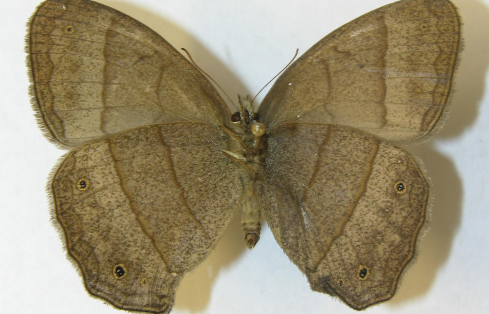 Figura 13. Adulto de <i>Yphthimoides renata</i> (Nymphalidae),  hembra vista ventral, localidad, Estación Pitilla ACG (675m). Voucher 11-SRNP-33305-DHJ556049.jpg.
