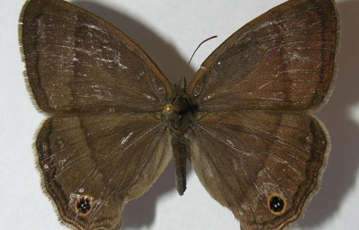Figura 10. Adulto de <i>Yphthimoides renata</i> (Nymphalidae),  macho vista dorsal, localidad, Pasmompa Sector Pitilla ACG (440m). Voucher 12-SRNP-30556-DHJ562796.jpg.