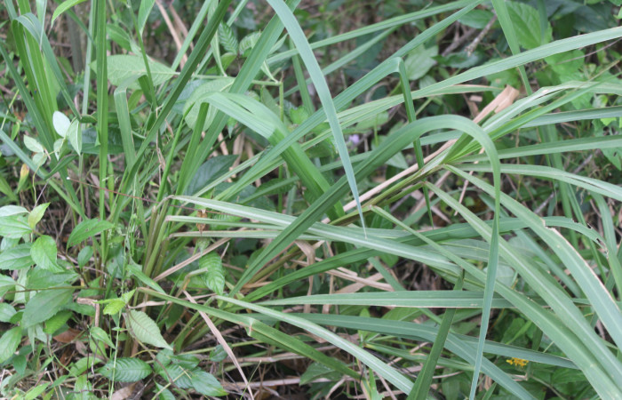 Figura 14. Planta hospedera de <i>Yphthimoides renata</i> (Nymphalidae), esta planta se llama <i>Arundinella deppeana</i> (Poaceae), localidad Medrano Estación Biológica Quica Sector Pitilla (ACG) (380m). Foto; Ricardo Calero, 14 Febrero 2022