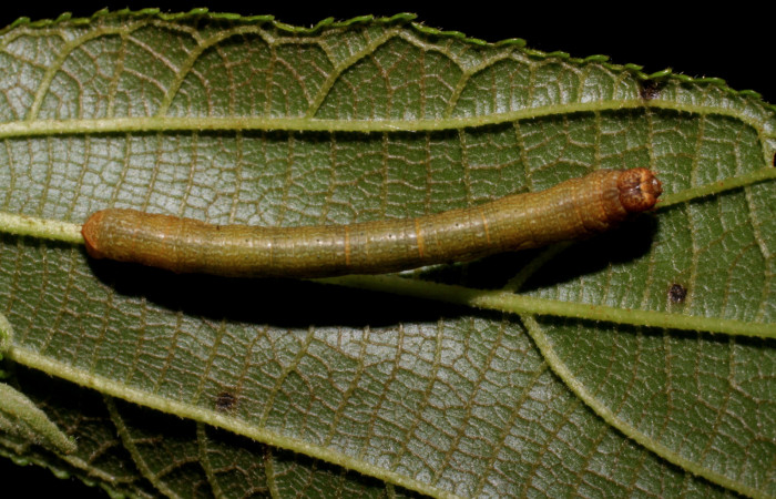 Figura 3. <i>Iridopsis</i> herseDHJ06 familia (Geometridae). En posición lateral, PU estadio. Voucher,07-SRNP-42334-DHJ427998.