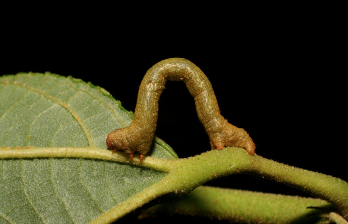 Figura 4. <i>Iridopsis</i> herseDHJ06 familia (Geometridae). En posición Lateral, PU estadio. Voucher, 07-SRNP-42334-DHJ428001.