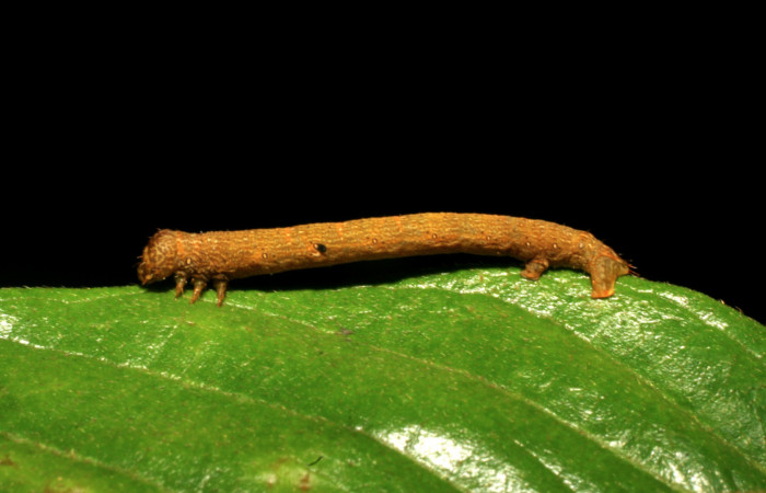 Figura 5. <i>Iridopsis</i> herseDHJ06 familia (Geometridae). En posición lateral, PU estadio. Voucher, 07-SRNP-42909-DHJ434953.