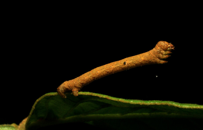 Figura 6. <i>Iridopsis</i> herseDHJ06 familia (Geometridae). En posición lateral, PU estadio. Voucher, 07-SRNP-42909-DHJ434954.