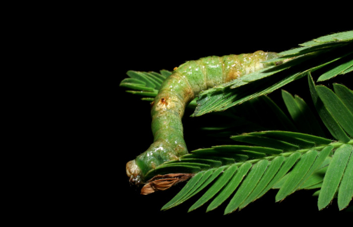 Figura 10. <i>Iridopsis</i> herseDHJ01 familia (Geometridae). En posición lateral, PU estadio. Voucher, 08-SRNP-4800-DHJ437683.