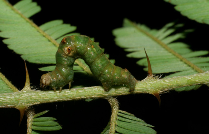 Figura. 9 <i>Iridopsis</i> herseDHJ01 familia (Geometridae). En posición lateral, PU estadio. Voucher, 08-SRNP-4800-DHJ437685.