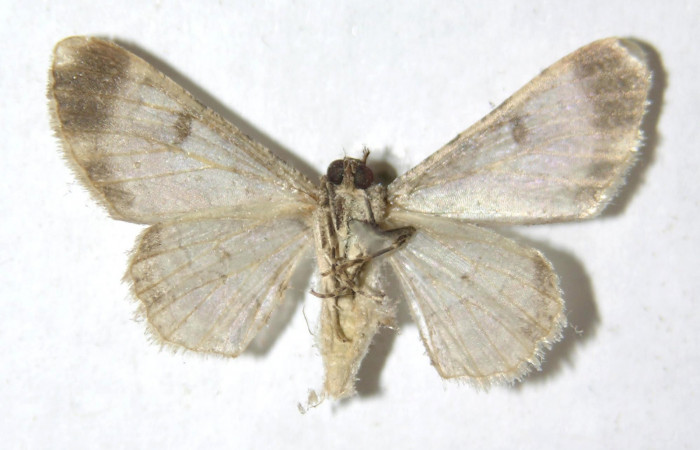 Figura 12. <i>Iridopsis herse</i> familia (Geometridae). vista ventral, PU estadio. Voucher,13-SRNP-55427-DHJ594215.